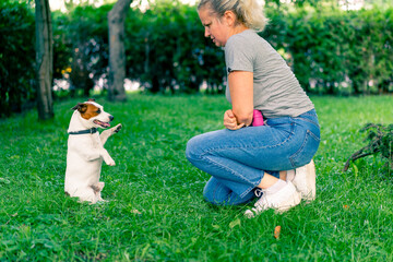 Fototapeta premium a zoopsychologist works with a small jack russell terrier in the park socializes the dog