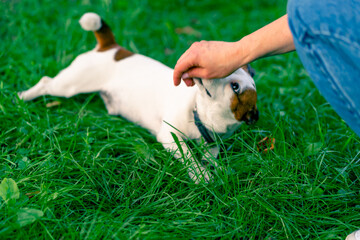 a zoopsychologist works with a small jack russell terrier in the park socializes the dog gives treats praises it