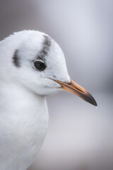 Arctic Elegance, a Winter Portrait of a Majestic Seagull