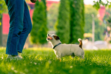 a woman walks in the park with a small active jack russell terrier dog, the concept of love and animal training