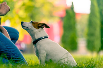 close-up a zoopsychologist works with a small jack russell terrier in the park socializes the dog