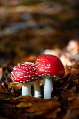 Amanita muscaria or “fly agaric“ is a red white spotted poisonous toadstool mushroom. Cluster of fungi in a autumn season forest in Iserlohn Sauerland Germany. Macro close up in brown autumn leaves.
