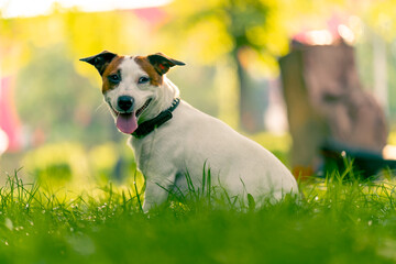 portrait of an active playful jack russell terrier dog on a walk in the park the concept of love for animals