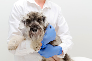 Veterinarian doctor holding schnauzer dog in a veterinary clinic on white background. Pet care, health care. Veterinary care. Veterinary medicine concept.