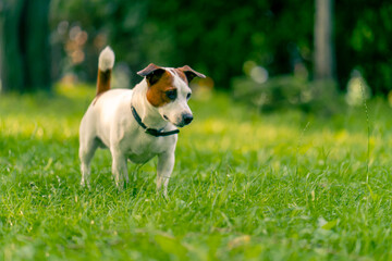 portrait of an active playful jack russell terrier dog on a walk in the park the concept of love for animals