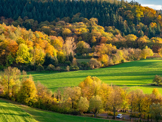Herbstlich gefärbte Bäume im Mischwald