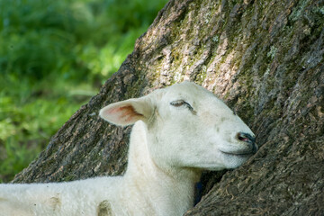 close up of sleeping sheep with head resting on the trunk of a tree - obrazy, fototapety, plakaty