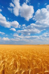 Naklejka premium Wheat field under the blue sky
