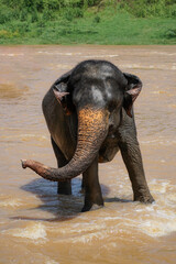 elephant standing in water or river in Asia