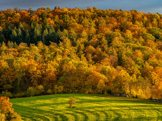 Herbstlich gefärbte Bäume im Mischwald