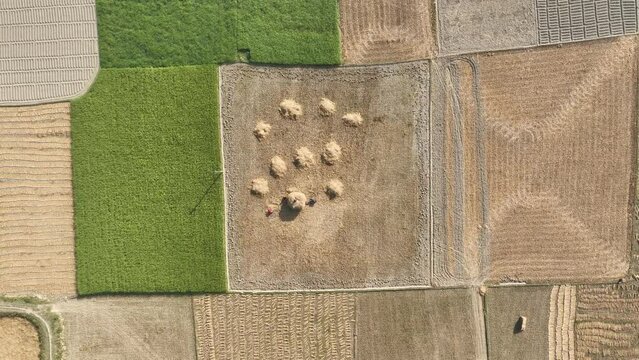 peddy harvesting system in Bangladesh, Agriculture field top aerial view 