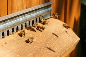 Bees fly in and out of the hive board. Close-up