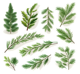 set of forest fir branches illustrations  