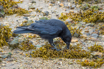 carrion crow corvus corone foraging for shellfish in seaweed on the beach © Penny