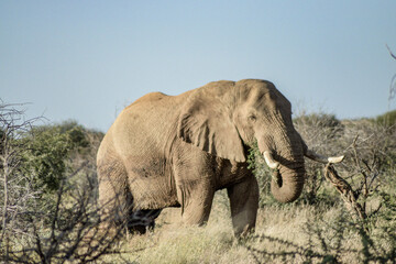 Fototapeta premium elephant in the savannah