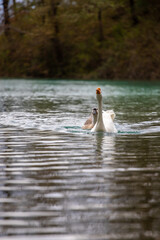 Birds 15