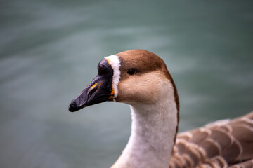 Birds 6