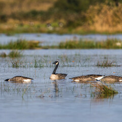 Canada Goose, Branta canadensis birdson on Marshes at winter time