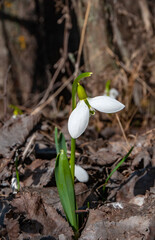 Galanthus elwesii (Elwes's, greater snowdrop), medium shot of blooming snowdrops in the wild