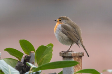 Cute chubby robin bird or redbreast, Erithacus rubecula, standing on the railing of a hedge, Tone on tone funny bird. Greeting card. 
