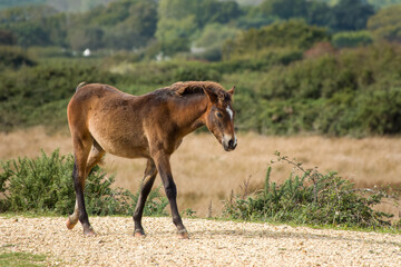 foal in The New Forest National Park Hampshire England