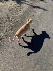 terrier mix dog walking down street overhead view of dog and his shadow