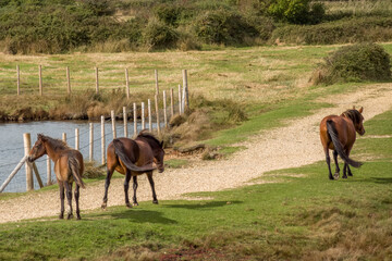 New Forest Ponies with foal in The New Forest National Park Hampshire England