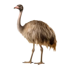 Rolgordijnen Ostrich on transparent background PNG © I LOVE PNG