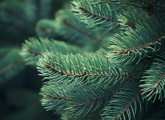 close up image of a christmas fir tree branch
