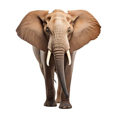 African elephant on transparent background PNG