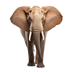 Foto op Canvas African elephant on transparent background PNG © I LOVE PNG