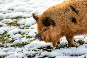 Cute Kunekune pig walking on snow