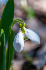 Galanthus elwesii (Elwes's, greater snowdrop), close-up of white snowdrop flowers in the wild