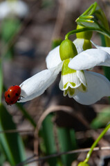 Galanthus elwesii (Elwes's, greater snowdrop), close-up of white snowdrop flowers in the wild