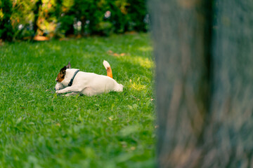 portrait of an active playful dog of the jack russell terrier breed on a walk in the park gnaws on...