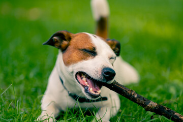 portrait of an active playful dog of the jack russell terrier breed on a walk in the park gnaws on a stick the concept of love for animals