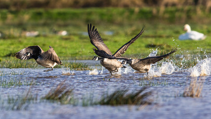 Canada Goose, Branta canadensis birds in flight over Marshes