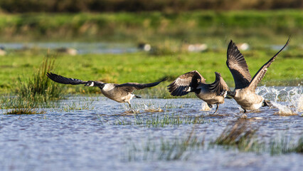 Canada Goose, Branta canadensis birds in flight over Marshes