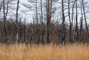 Arbres noircis et brulés, quatorze mois après le grand incendie du Massegros d'août 2022, entre...