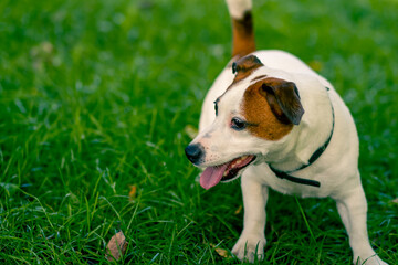 portrait of an active playful jack russell terrier dog on a walk in the park the concept of love for animals