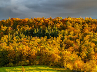 Herbstlich gefärbte Bäume im Mischwald