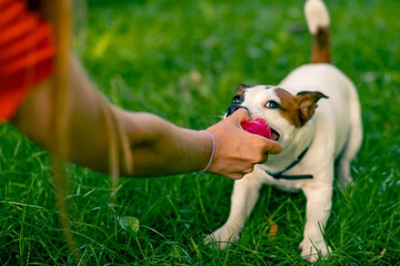 close-up the owner of a small funny active jack russell dog plays with her in the city park the animal pulls the ball