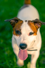 portrait of an active playful jack russell terrier dog with tongue out on a walk in the park animal love concept