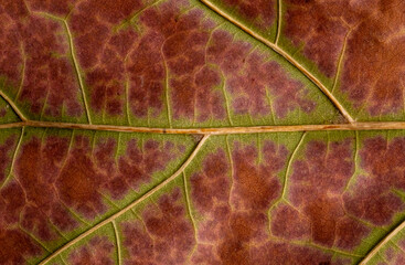 Macro photo of a fall leaf. Texture natural background