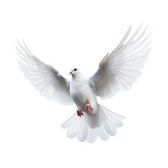 Dove Bird on Transparent Background