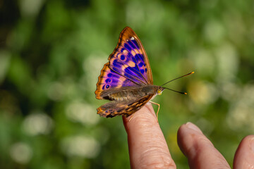 A Purple Emperor (Apatura iris) on someone's finger.