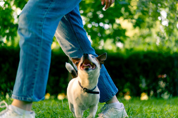 a small active dog of a breed like a russell terrier works with a dog handler in the park executes...