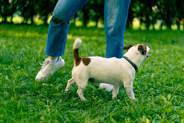 a small active dog of a breed like a russell terrier works with a dog handler in the park executes...