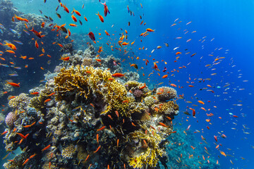 Fototapeta na wymiar Underwater Tropical Corals Reef with colorful sea fish. Marine life sea world. Tropical colourful underwater panormatic seascape.