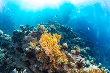 Fototapeta na wymiar Underwater Tropical Corals Reef with colorful sea fish. Marine life sea world. Tropical colourful underwater panormatic seascape.